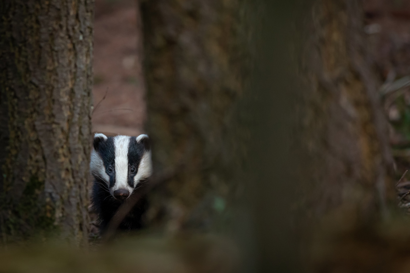 Animal Folklore: Badger Folktales From Around the World