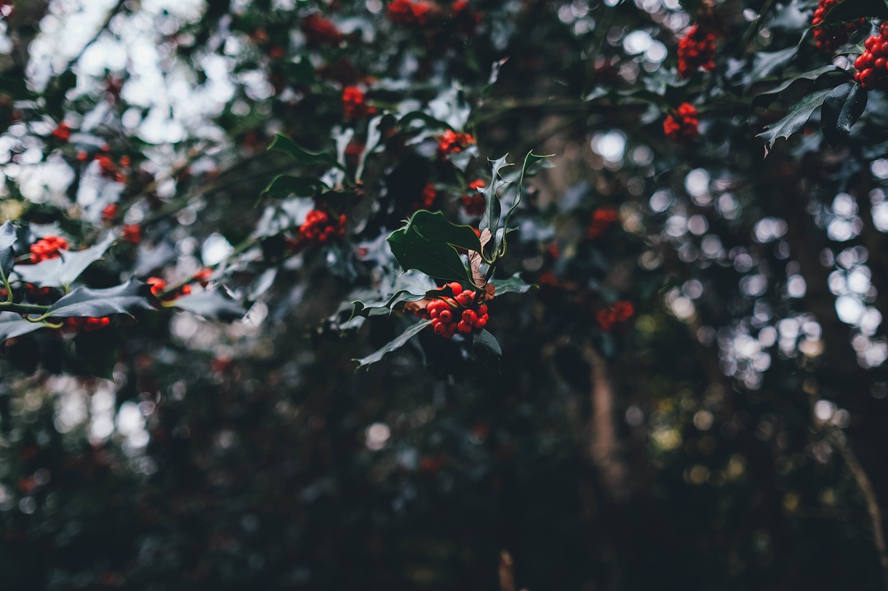 Holly, by Annie Spratt from Pixabay https://pixabay.com/photos/holly-berries-yuletide-holly-berries-1082138/