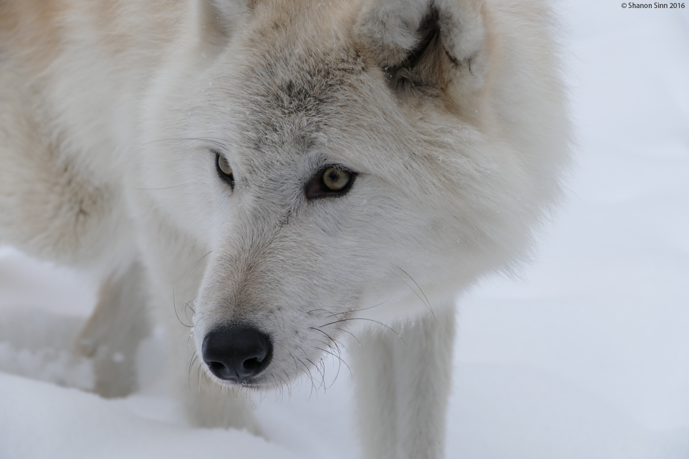 Wolf Myths and Folklore From Around the World