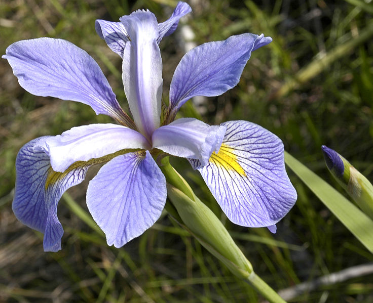 The iris: ever linked with the rainbow.