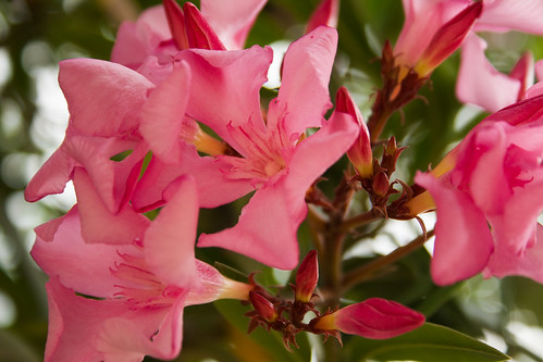 The Nerium Oleander, one of the most poisonous plants in the world, in the Jardin du Luxembourg in Paris © Icy Sedgwick