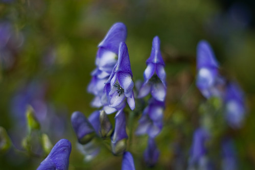 Monkshood at the Chelsea Physic Garden © Icy Sedgwick