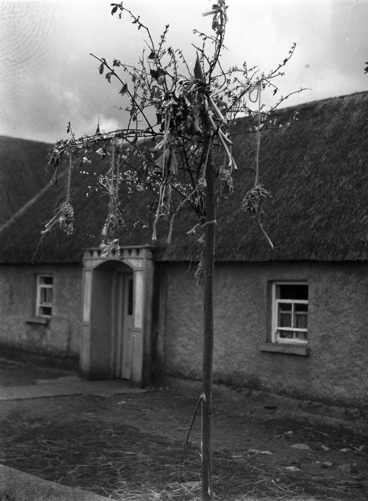 May Bush outside a cottage, Westmeath (May 1964). Photographer: James G. Delaney. Source https://www.duchas.ie/en/cbeg/22017