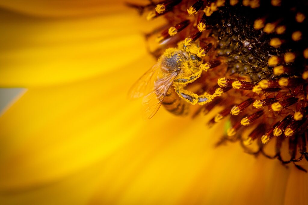 Image by Sunè Theron from Pixabay https://pixabay.com/photos/bee-honeybee-sunflower-pollination-4786218/