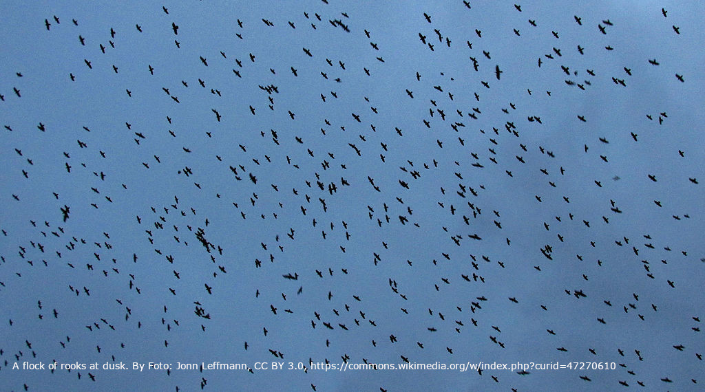 A flock of rooks at dusk. By Foto: Jonn Leffmann, CC BY 3.0, https://commons.wikimedia.org/w/index.php?curid=47270610