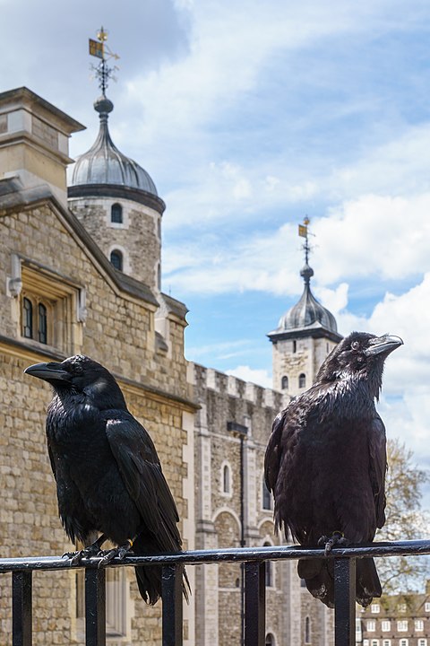 Ravens at the Tower of London. © Colin / Wikimedia Commons, CC BY-SA 4.0. https://commons.wikimedia.org/w/index.php?curid=48615972