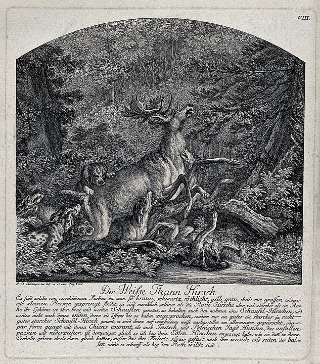 Hunting the White Stag. Wellcome Images, CC BY 4.0 https://commons.wikimedia.org/wiki/File:A_white_stag_brought_down_by_a_pack_of_dogs._Etching_by_J.E._Wellcome_V0021080.jpg#/media/File:A_white_stag_brought_down_by_a_pack_of_dogs._Etching_by_J.E._Wellcome_V0021080.jpg