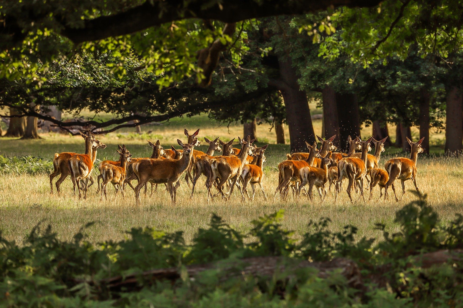 Herd of deer. Image by Roman Grac from Pixabay 