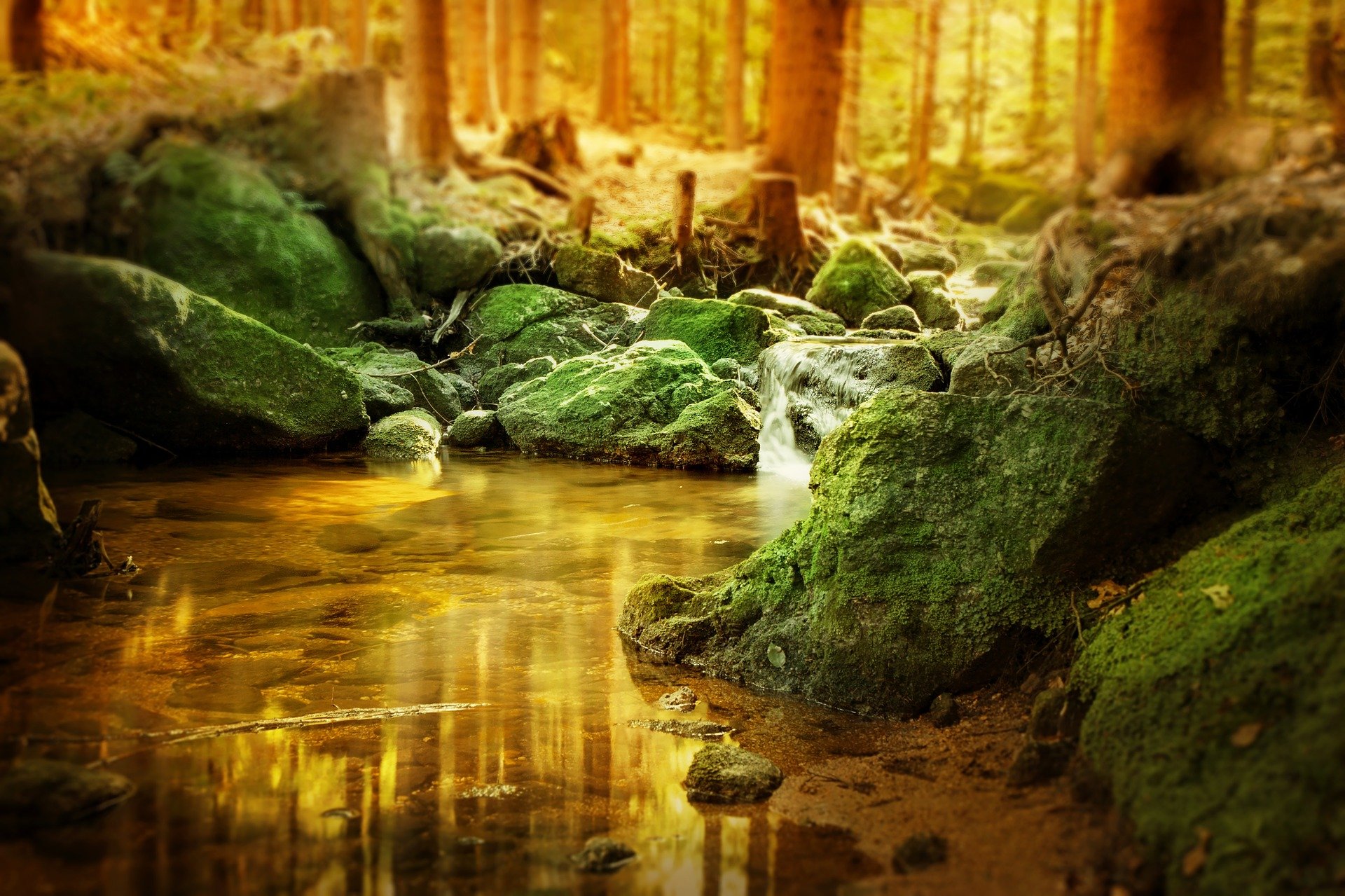 Forest pool. Image by DarkmoonArt_de from Pixabay 
