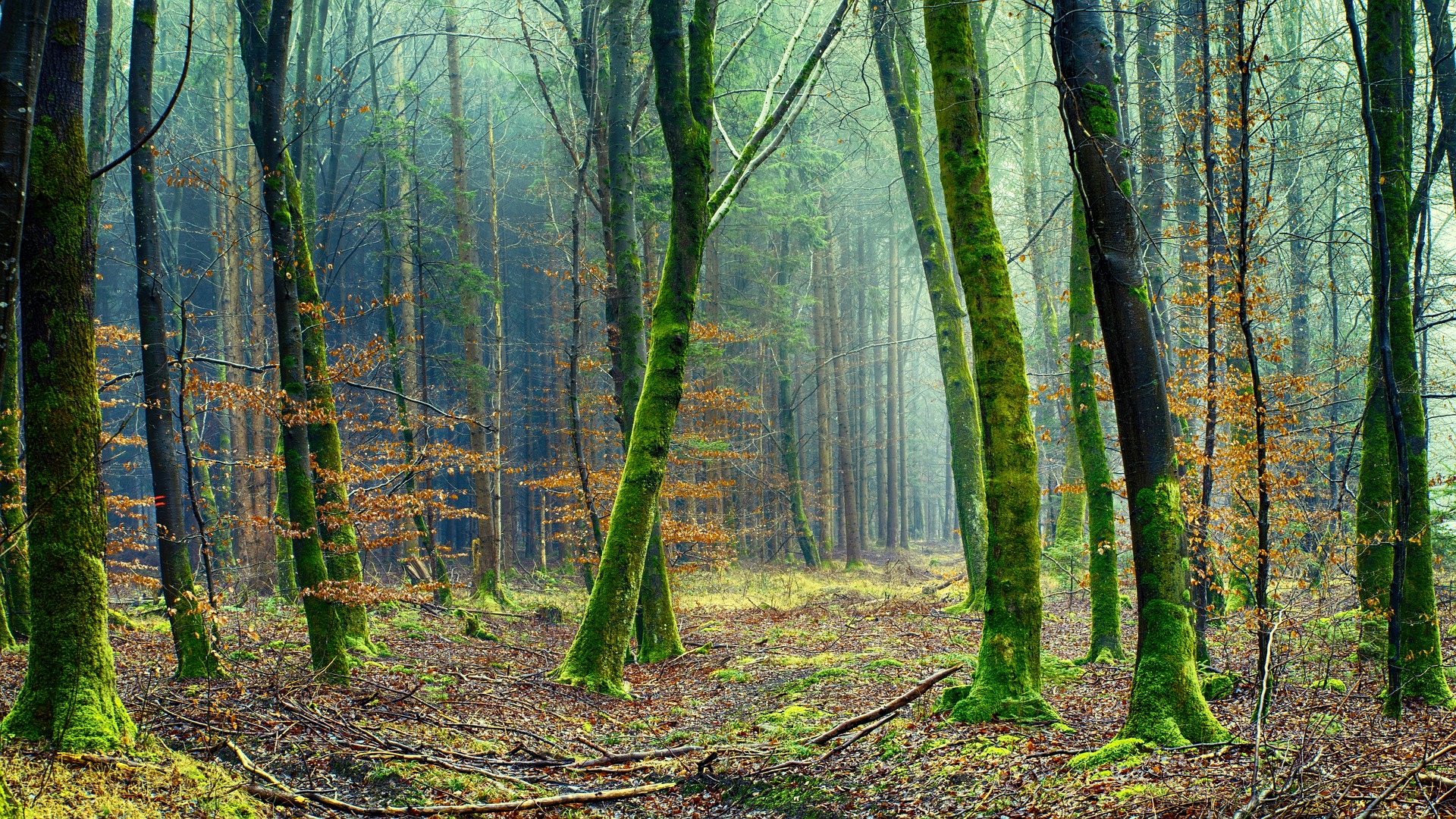 Trees in the forest. Image by jplenio from Pixabay.