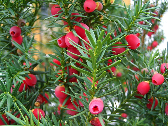 Yew berries by Anna Armbrust from Pixabay https://pixabay.com/photos/yew-tree-fruit-berry-red-nature-971456/