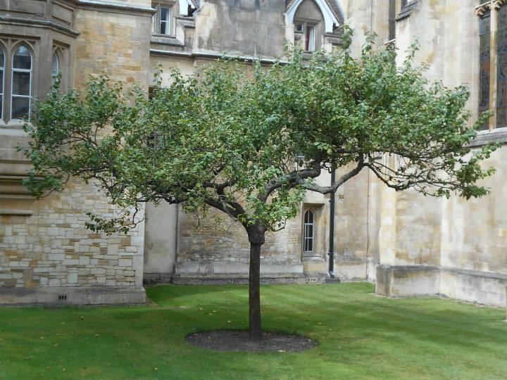 Apple tree in front of a building