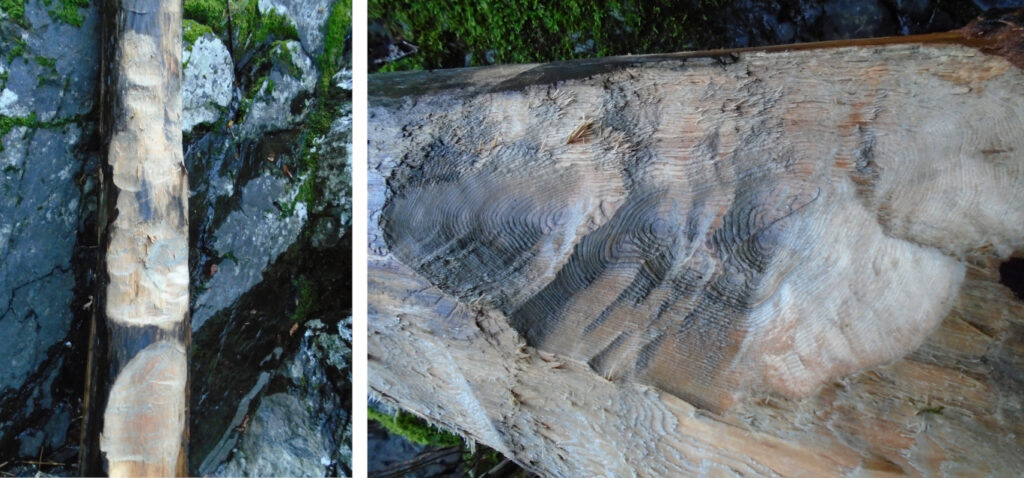 gnaw marks on log
