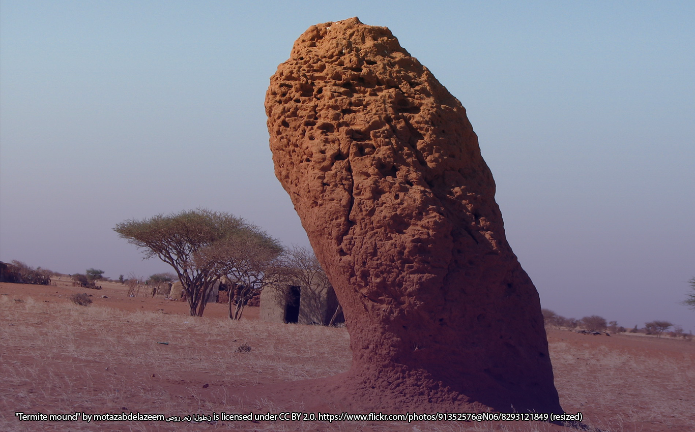 termite mound in the landscape